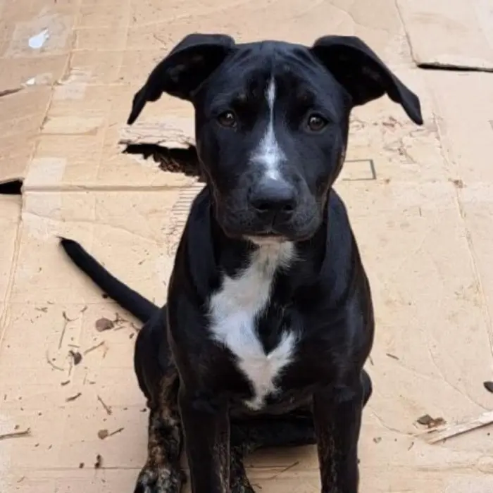A baby medium-sized female Brindle Jindo dog named Thyme for adoption in New York, NY