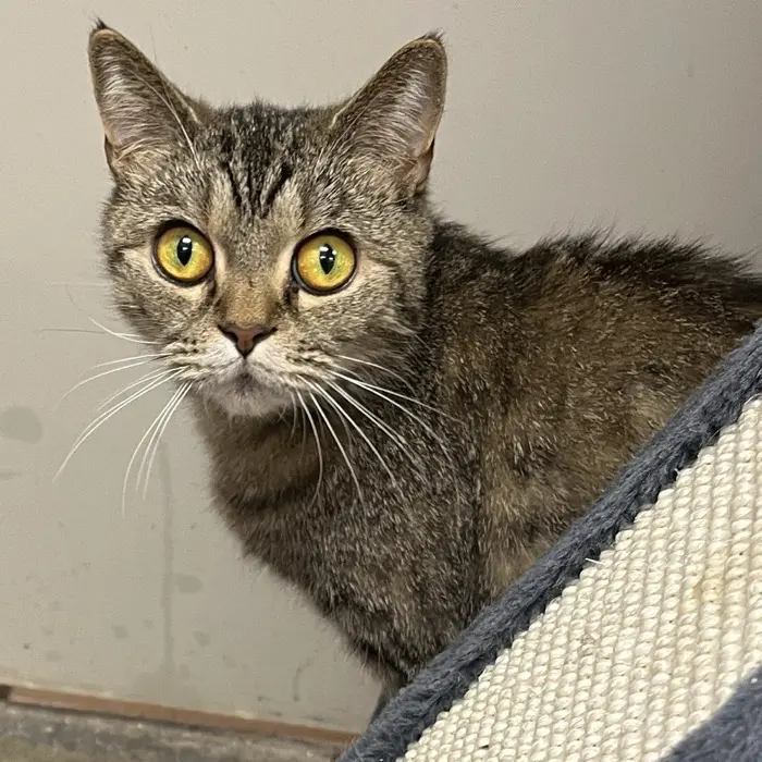 A baby medium-sized unknown Ragdoll cat named Aspen for adoption in Cody, WY