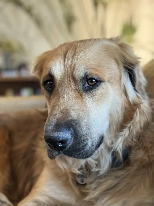 A baby extra large-sized male Brown / Chocolate Akbash dog named Sage for adoption in New York, NY