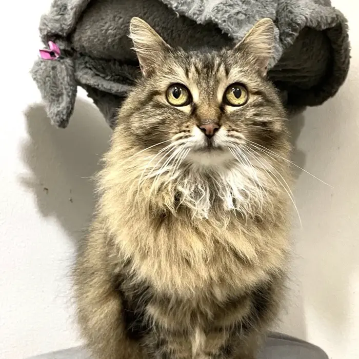 An adult small-sized female Cream Point Singapura cat named Dobby for adoption in New York, NY