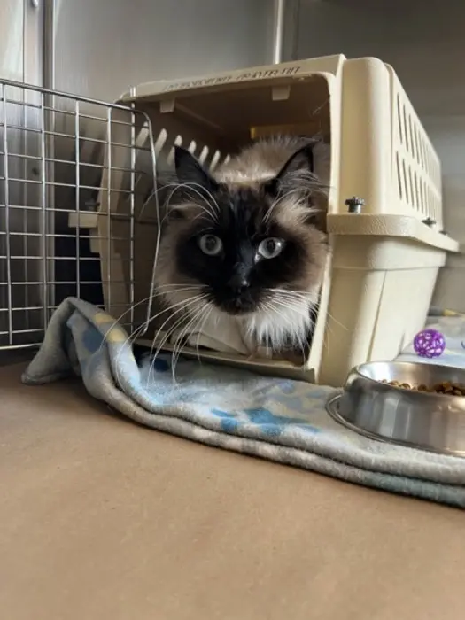 A senior medium-sized male Seal Point Nebelung cat named Fizz for adoption in New York, NY