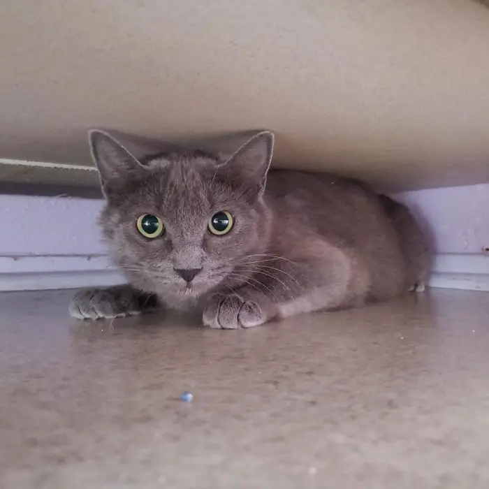 A senior small-sized male Cream Point Tabby cat named Nectar for adoption in New York, NY
